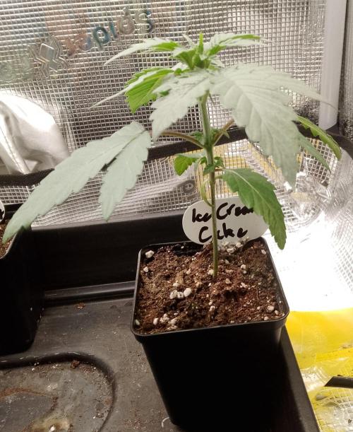 Ice Cream Cake Zamnesia. Week 3