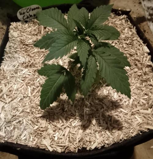 Ice Cream Cake Zamnesia. Week 3