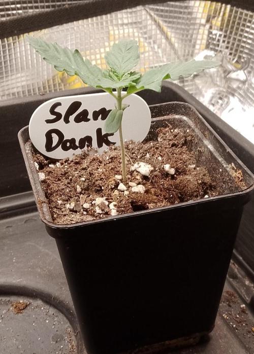 Slam Dank Sensi Seeds. Week 3