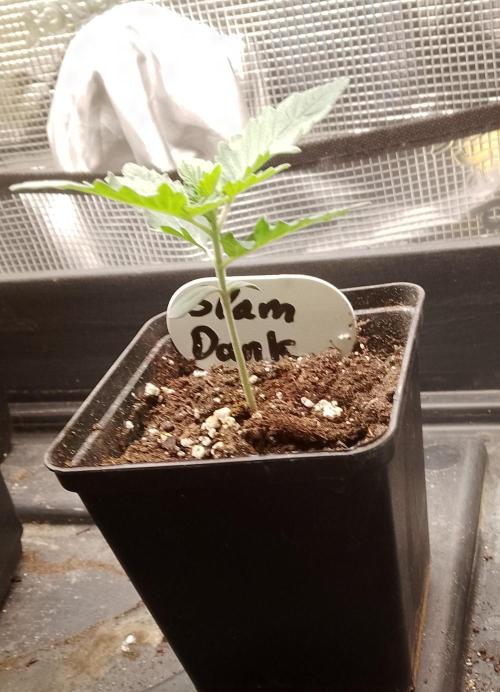 Slam Dank Sensi Seeds. Week 3