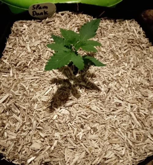 Slam Dank Sensi Seeds. Week 3