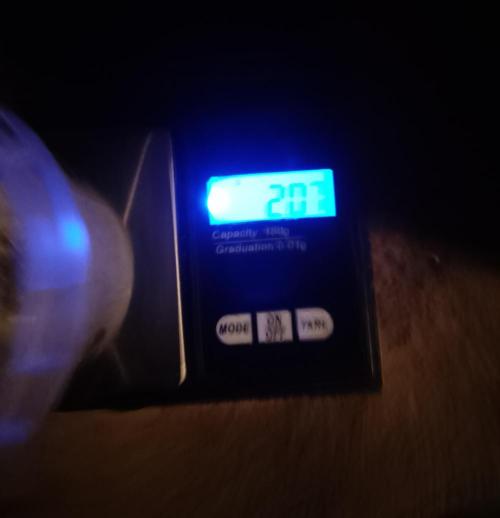 Moncherry Amsterdam genetics. Week 4
