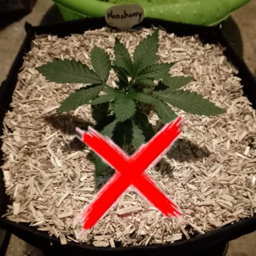 Moncherry Amsterdam genetics. Week 4