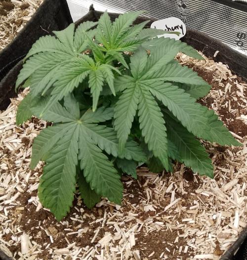 Moncherry Amsterdam genetics. Week 4