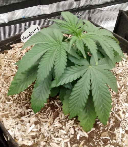 Moncherry Amsterdam genetics. Week 4