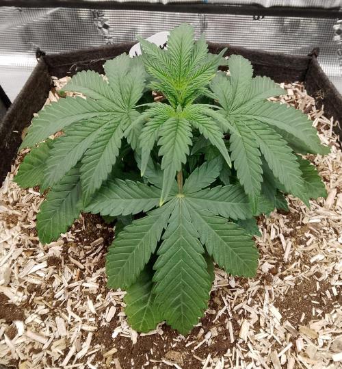 Moncherry Amsterdam genetics. Week 4