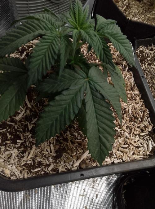 Jelly Cake Barney's Farm. Week 4