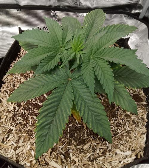 Jelly Cake Barney's Farm. Week 4