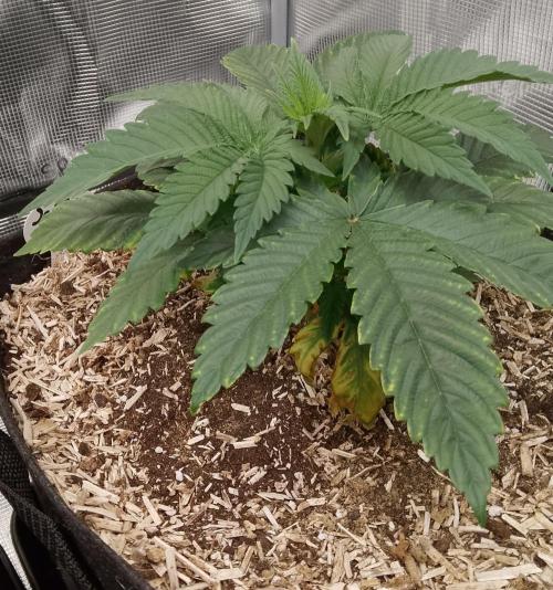 Jelly Cake Barney's Farm. Week 4