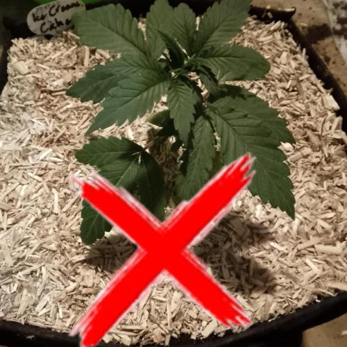 Ice Cream Cake Zamnesia. Week 4