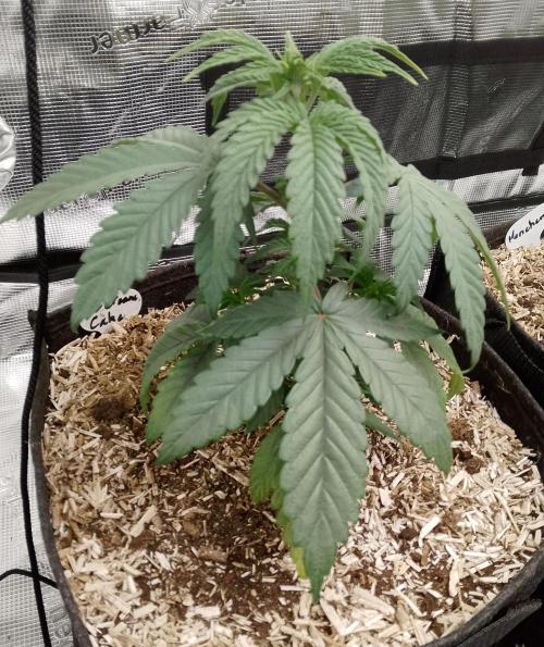 Ice Cream Cake Zamnesia. Week 4