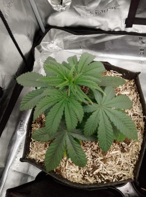 Ice Cream Cake Zamnesia. Week 4