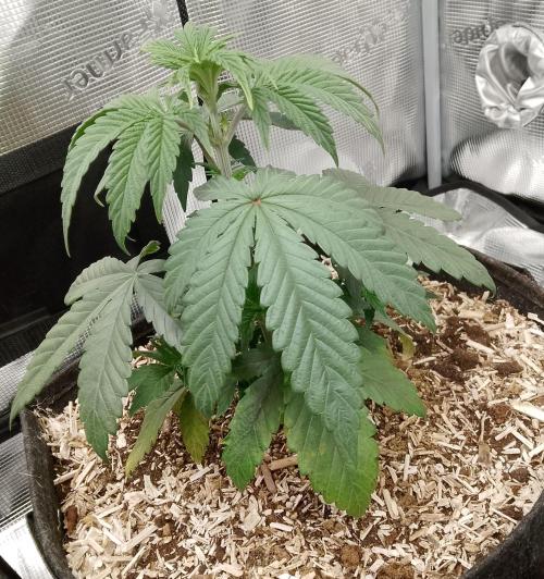 Ice Cream Cake Zamnesia. Week 4