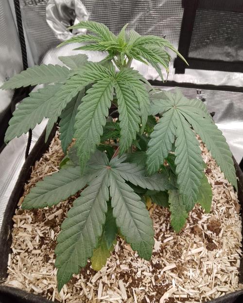Ice Cream Cake Zamnesia. Week 4