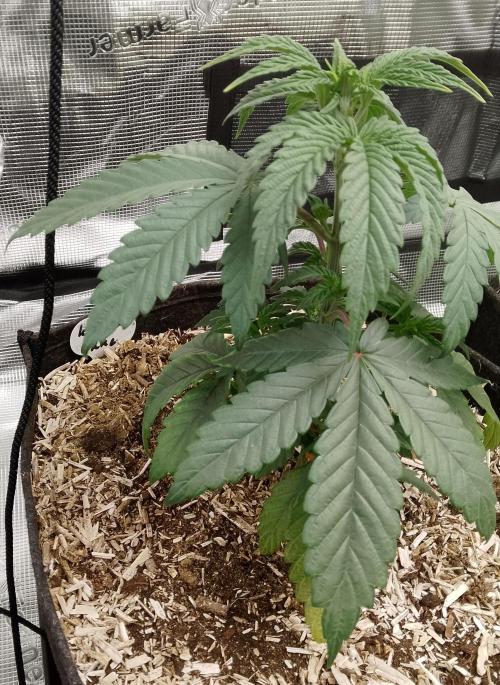 Ice Cream Cake Zamnesia. Week 4