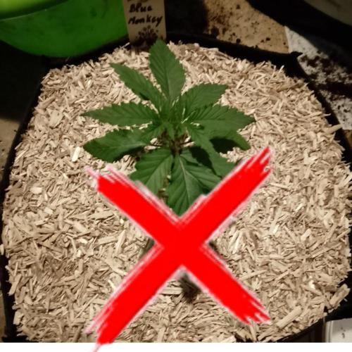 Blue Monkey Exotic seed. Week 4