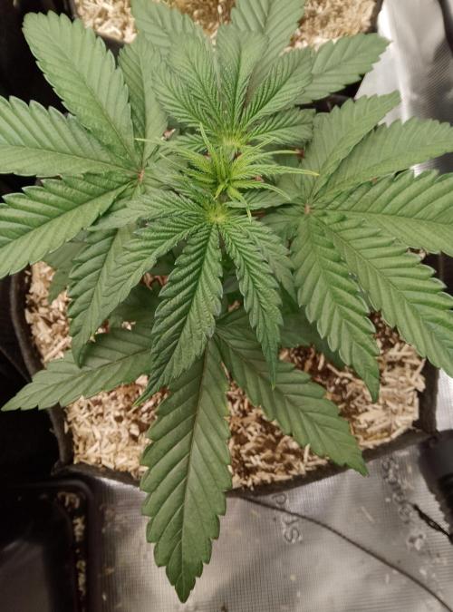 Blue Monkey Exotic seed. Week 4
