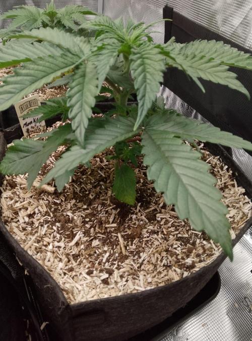 Blue Monkey Exotic seed. Week 4