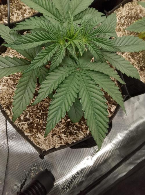 Blue Monkey Exotic seed. Week 4