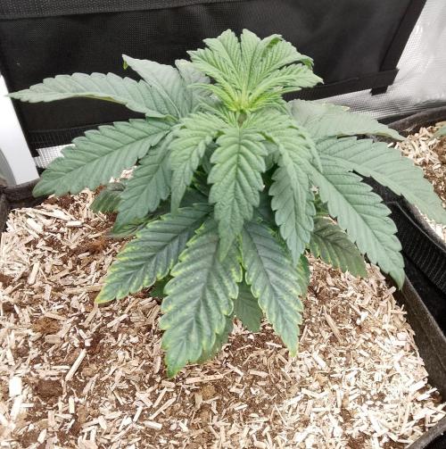 Mendocino moonrock bluedog Genetics. Week 4