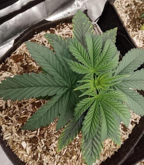 Mendocino moonrock bluedog Genetics. Week 4