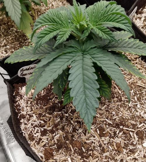 Mendocino moonrock bluedog Genetics. Week 4