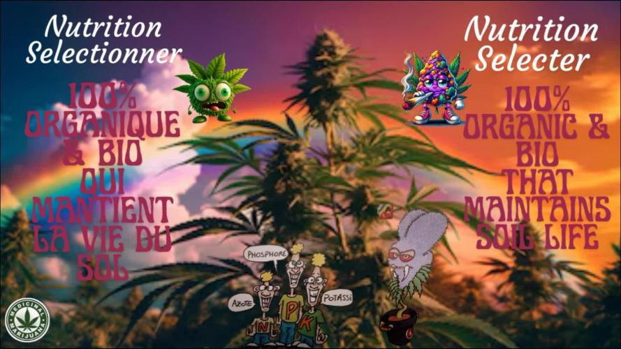Skunk et Super Skunk Sensi Seeds