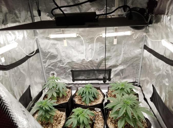 Slam Dank Sensi Seeds. Week 4