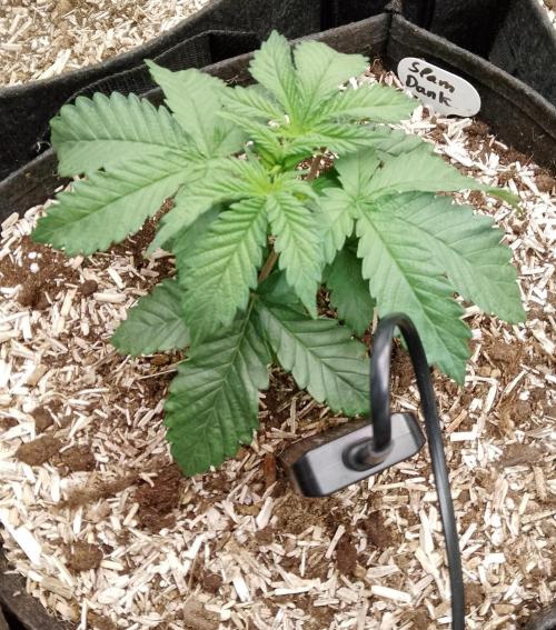 Slam Dank Sensi Seeds. Week 4