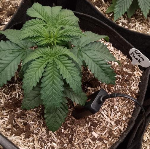 Slam Dank Sensi Seeds. Week 4
