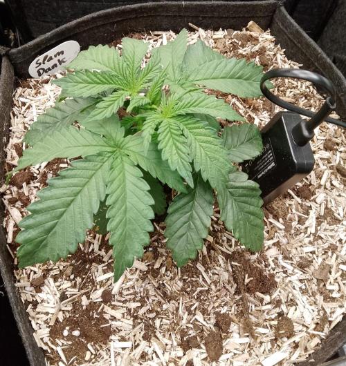 Slam Dank Sensi Seeds. Week 4