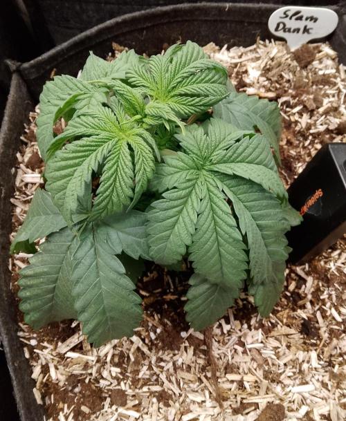 Slam Dank Sensi Seeds. Week 4
