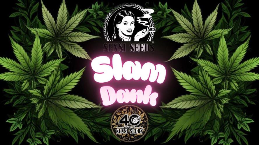 Slam Dank Sensi Seeds. Week 4