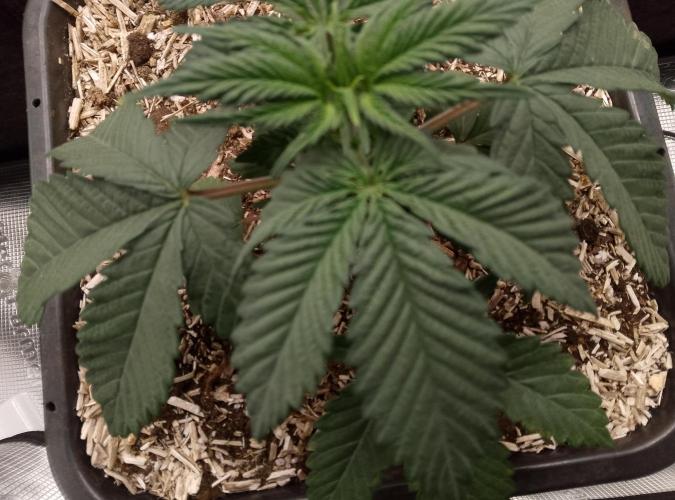 Grow Tent 4'x4'x6.5' (120cm x 120cm x 200cm). Week 4
