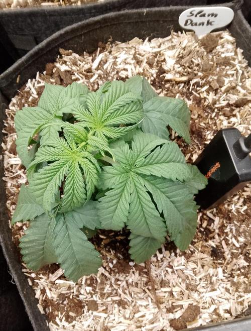 Slam Dank Sensi Seeds. Week 4