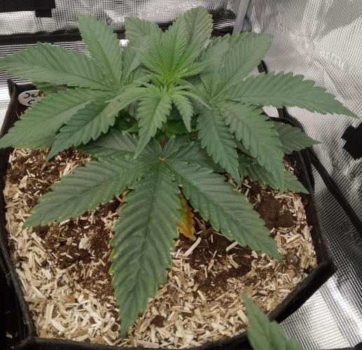 Jelly Cake Barney's Farm. Week 5