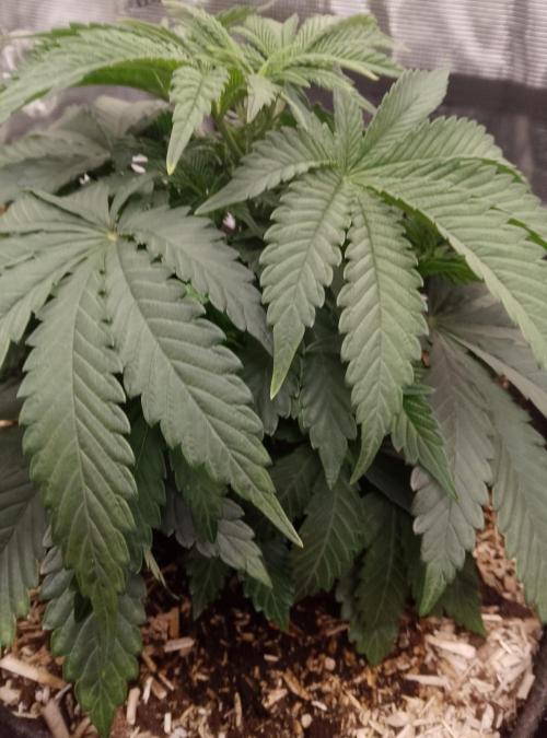 Jelly Cake Barney's Farm. Week 5
