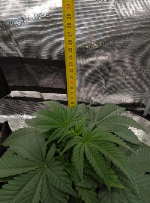 Jelly Cake Barney's Farm. Week 5