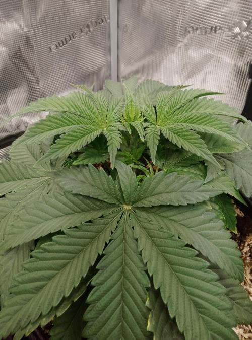 Jelly Cake Barney's Farm. Week 5