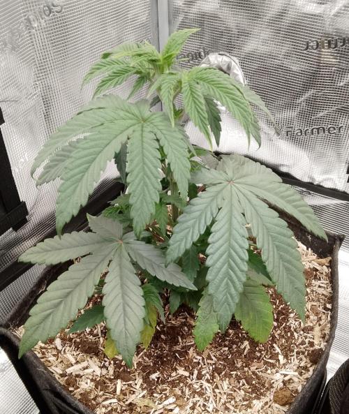Ice Cream Cake Zamnesia. Week 5