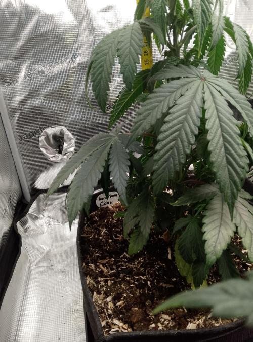 Ice Cream Cake Zamnesia. Week 5