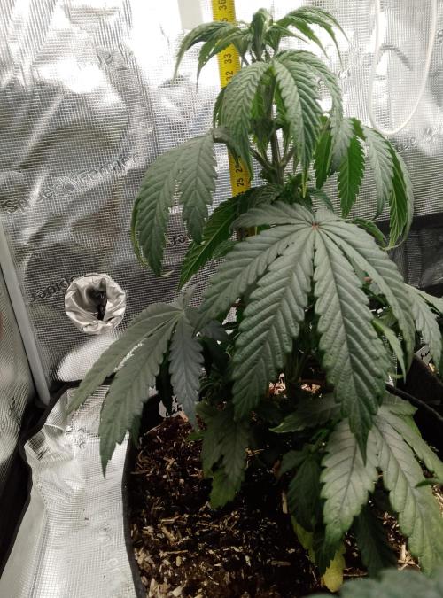 Ice Cream Cake Zamnesia. Week 5