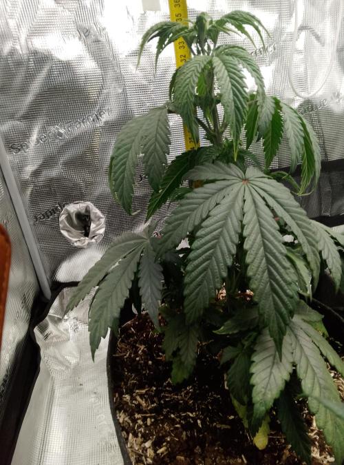 Ice Cream Cake Zamnesia. Week 5