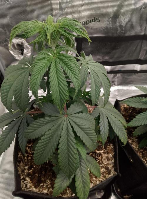 Ice Cream Cake Zamnesia. Week 5