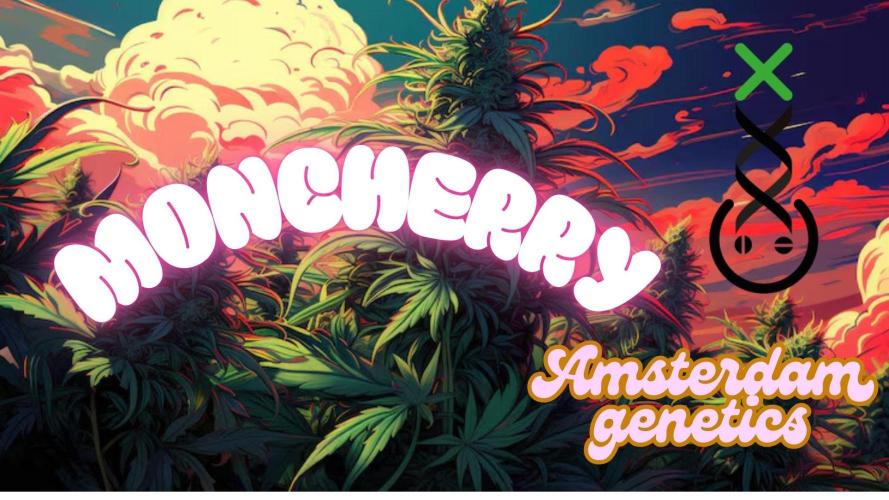Moncherry Amsterdam genetics. Week 5