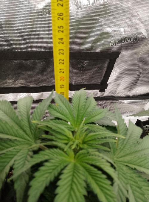 Moncherry Amsterdam genetics. Week 5