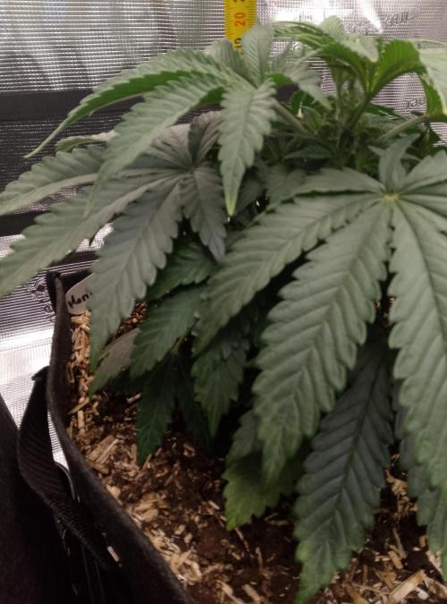 Moncherry Amsterdam genetics. Week 5