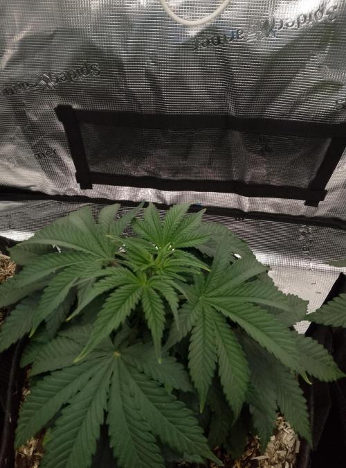 Moncherry Amsterdam genetics. Week 5