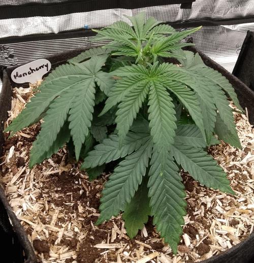Moncherry Amsterdam genetics. Week 5