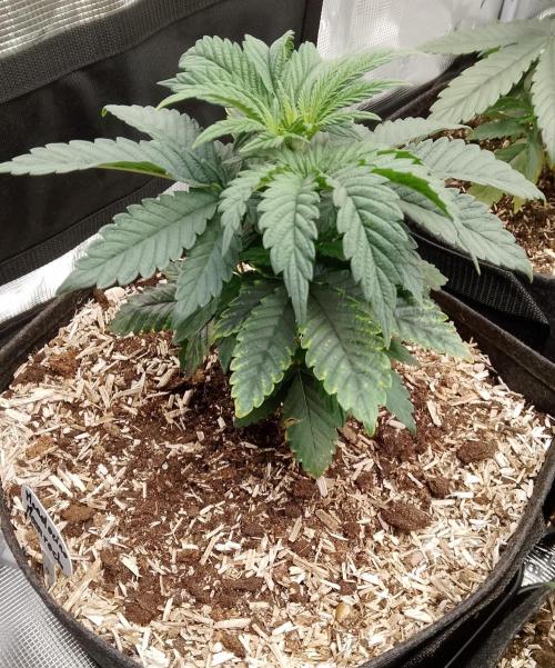Mendocino moonrock bluedog Genetics. Week 5